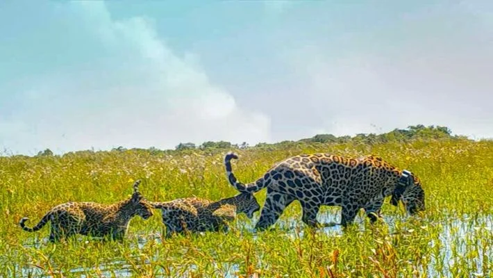 mariua-and-cubs-in-ibera-768x432-1
